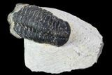 Bargain, Austerops Trilobite - Ofaten, Morocco #106036-3